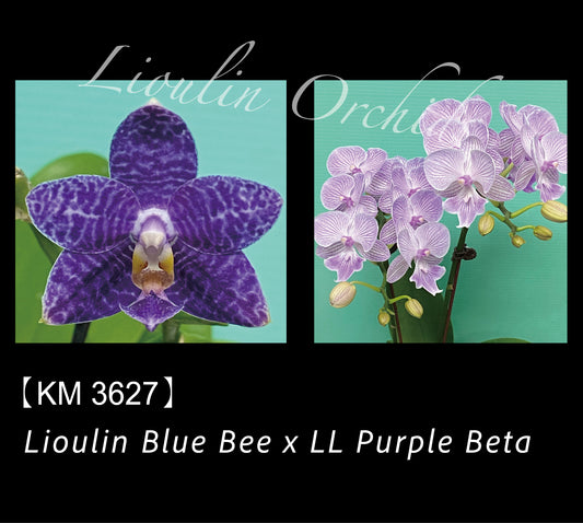 KM3627 Phalaenopsis Lioulin Blue Bee x LL Purple Beto - Seed Grown