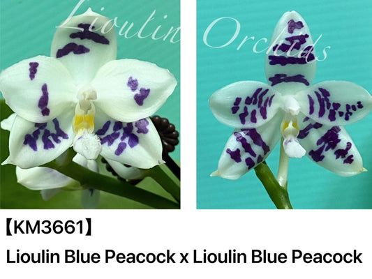 KM3661 Phalaenopsis Lioulin Blue Peacock x sib - Seed Grown