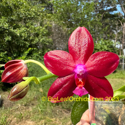 Phalaenopsis Yaphon Golden Dragon 'Red' 230602