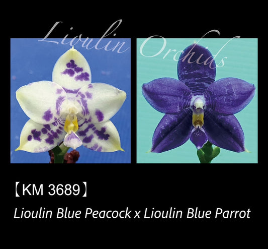KM3689 Phalaenopsis LL Blue Wave - Seed Grown