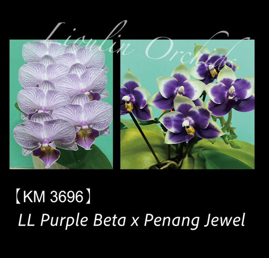 KM3696 Phalaenopsis (LL Purple Beta x Penang Jewel) - Seed Grown