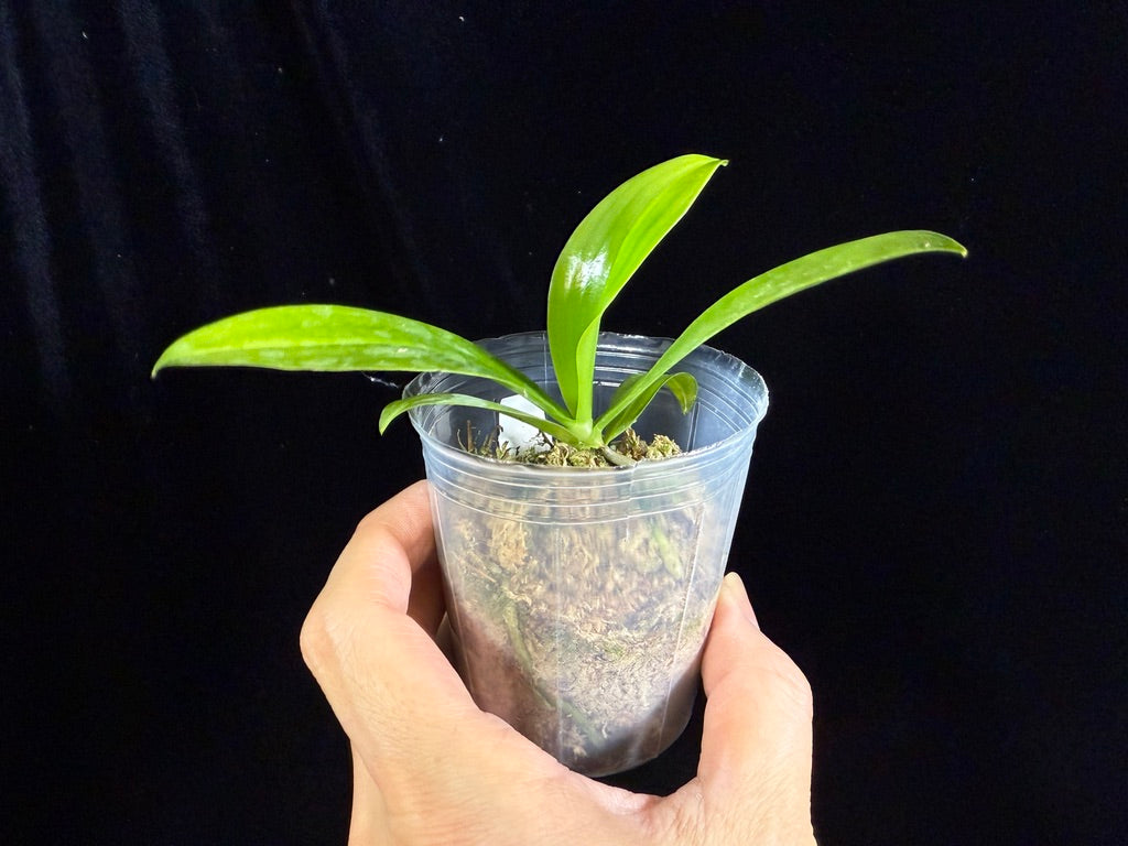 Phalaenopsis modesta - seed grown