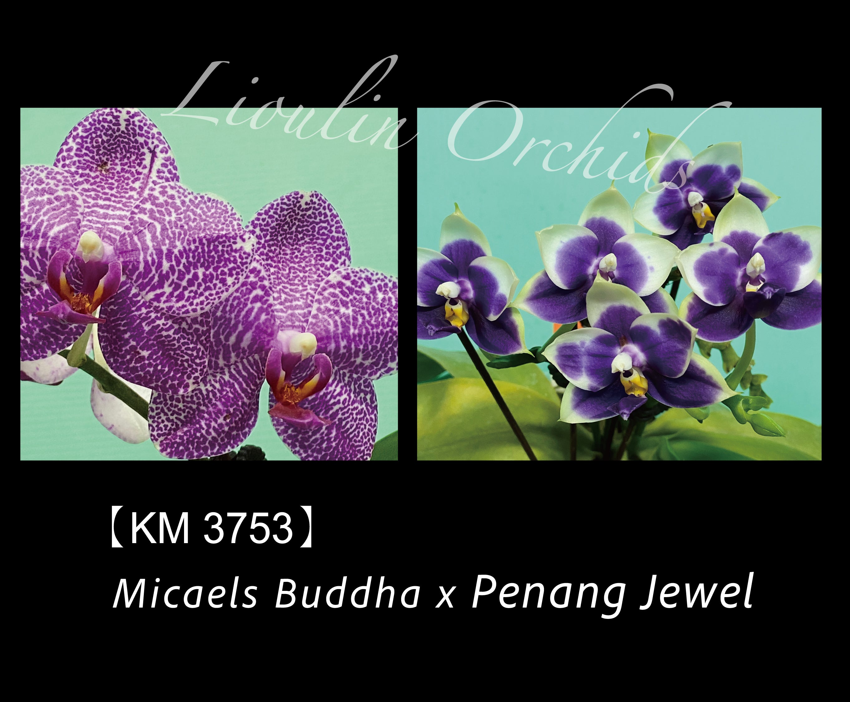 Products – Page 3 – Big Leaf Orchids