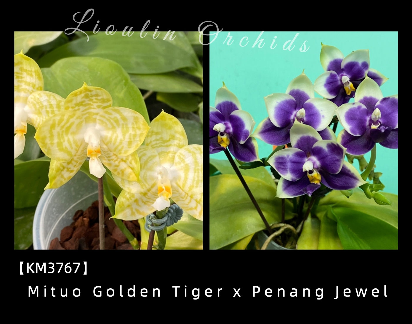 KM3767 Phalaenopsis (Mituo Golden Tiger x Penang Jewel) - Seed Grown