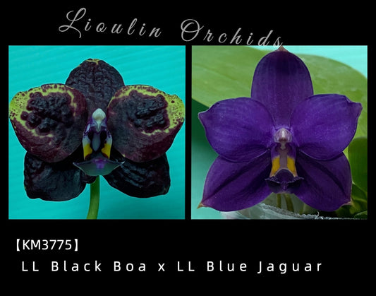 KM3755 Phalaenopsis (LL Black Boa x LL Blue Jaguar) - Seed Grown