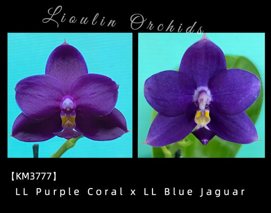 KM3777 Phalaenopsis (LL Purple Coral x LL Blue Jaguar) - Seed Grown