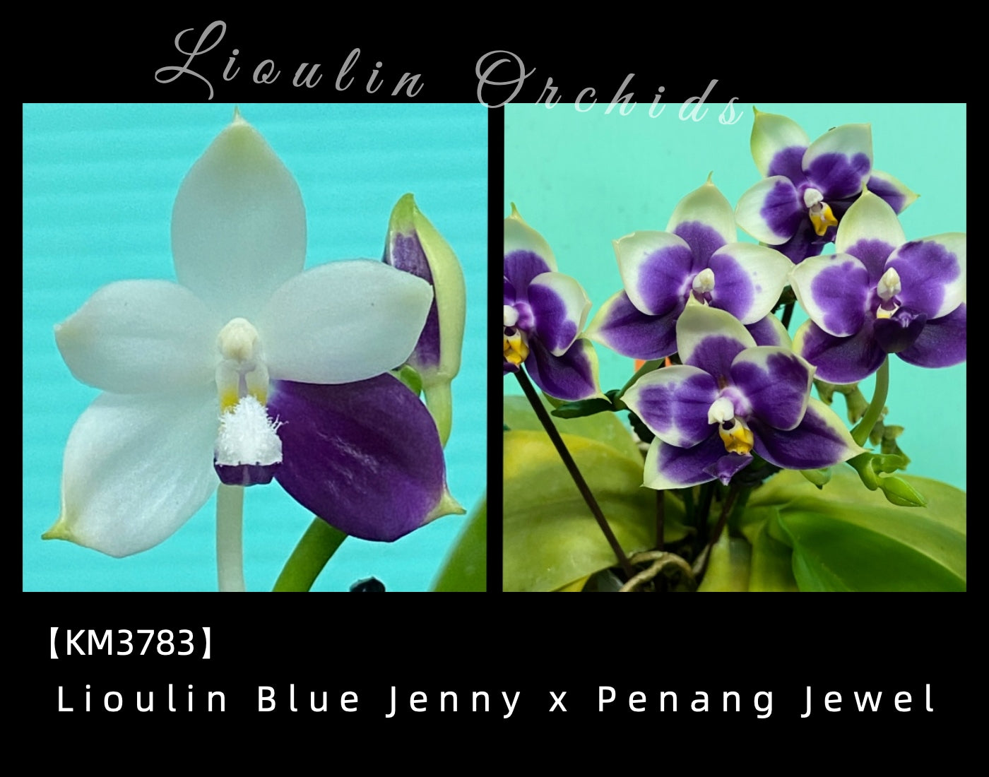 KM3783 Phalaenopsis (Lioulin Blue Jenny x Penang Jewel) - Seed Grown