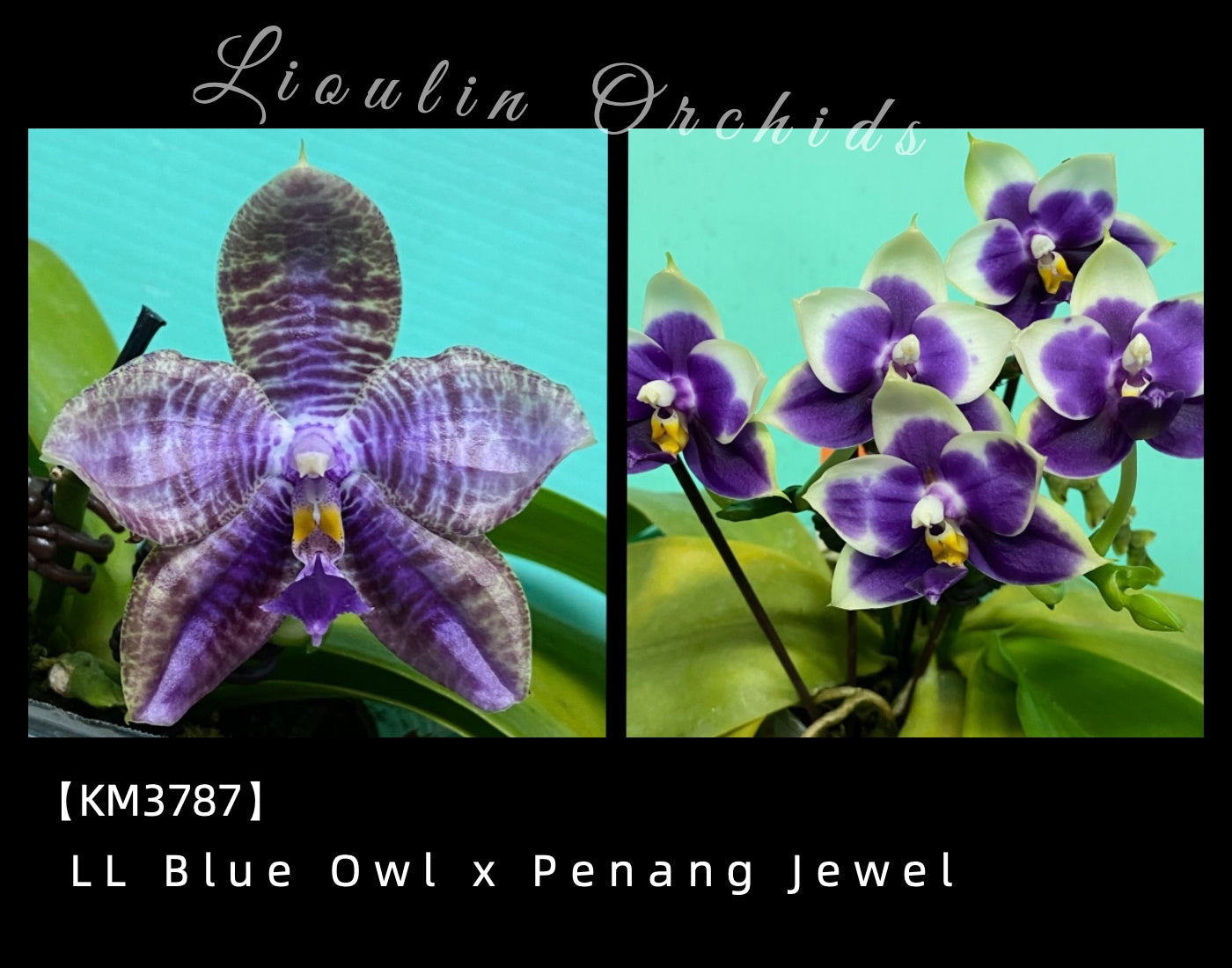 KM3787 Phalaenopsis (LL Blue Owl x Penang Jewel) - Seed Grown