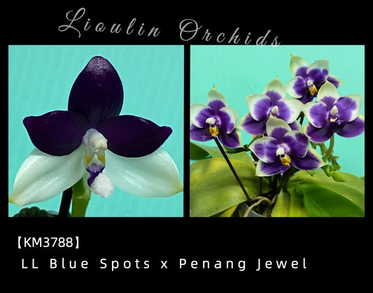 KM3788 Phalaenopsis (LL Blue Spots x Penang Jewel) - Seed Grown