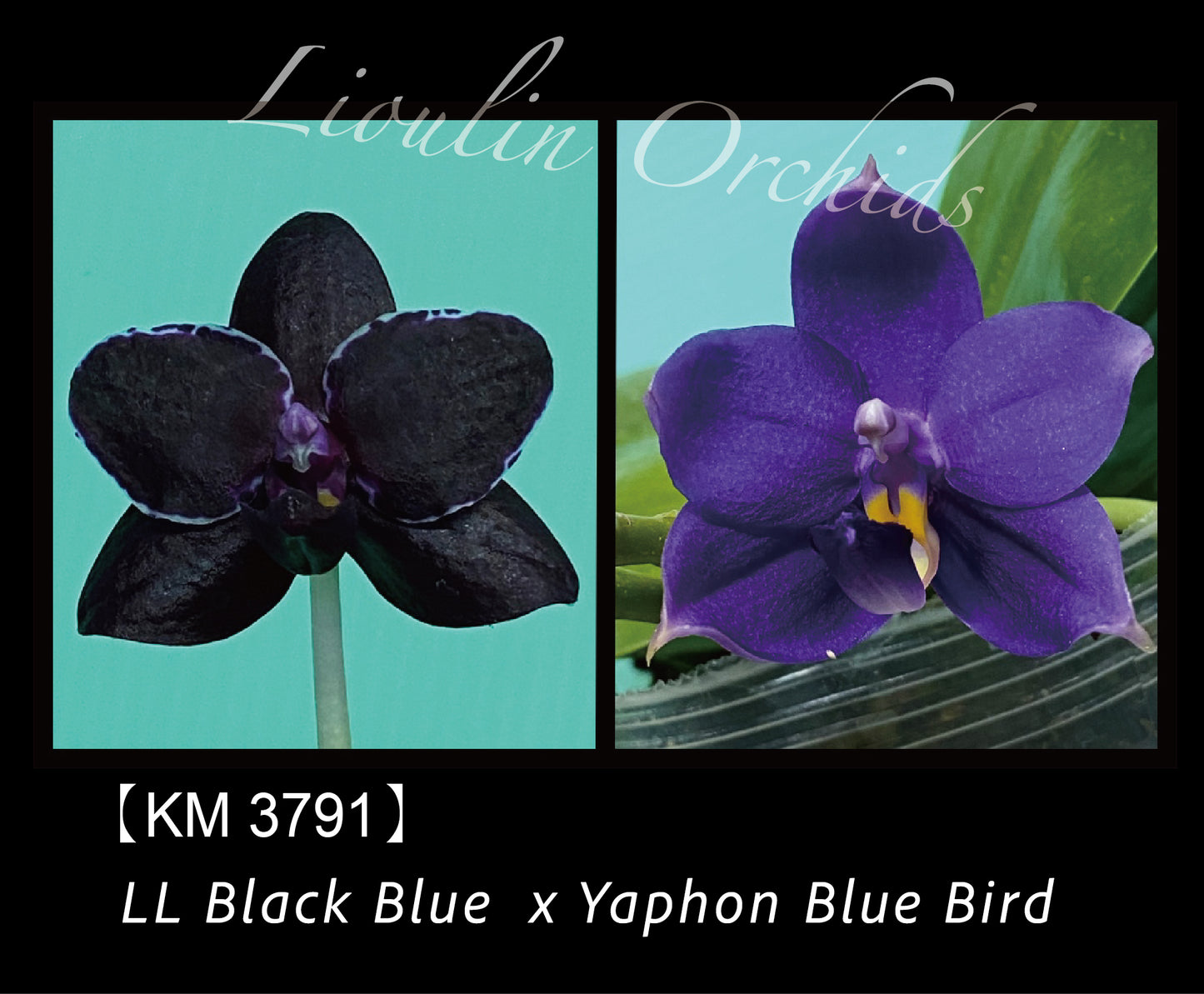 KM3791 Phalaenopsis (LL Black Blue x Yaphon Blue Bird) - Seed Grown