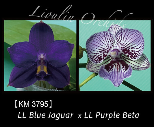 KM3795 Phalaenopsis (LL Blue Jaguar x LL Purple Beta) - Seed Grown