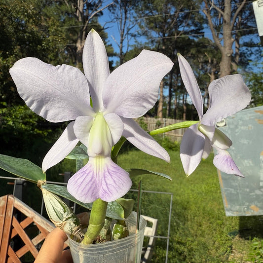 Cattleya walkeriana var coerulea 'Edward' 250509