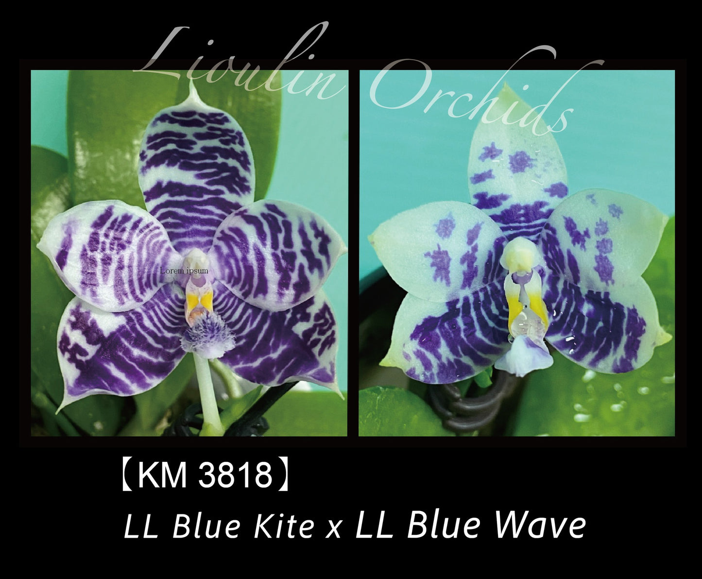 KM3818 Phalaenopsis (LL Blue Kite x LL Blue Owl) - Seed Grown
