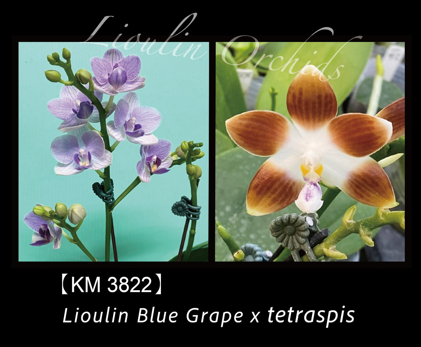 KM3822 Phalaenopsis (Lioulin Blue Grape x tetraspis) - Seed Grown