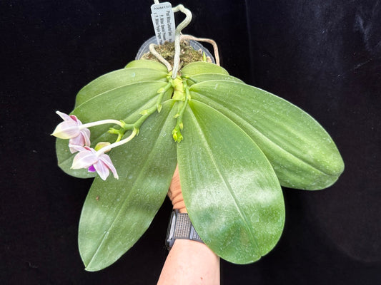 Phalaenopsis Mituo Colorful Gem 250509 Flowering Seed Grown 2 spikes