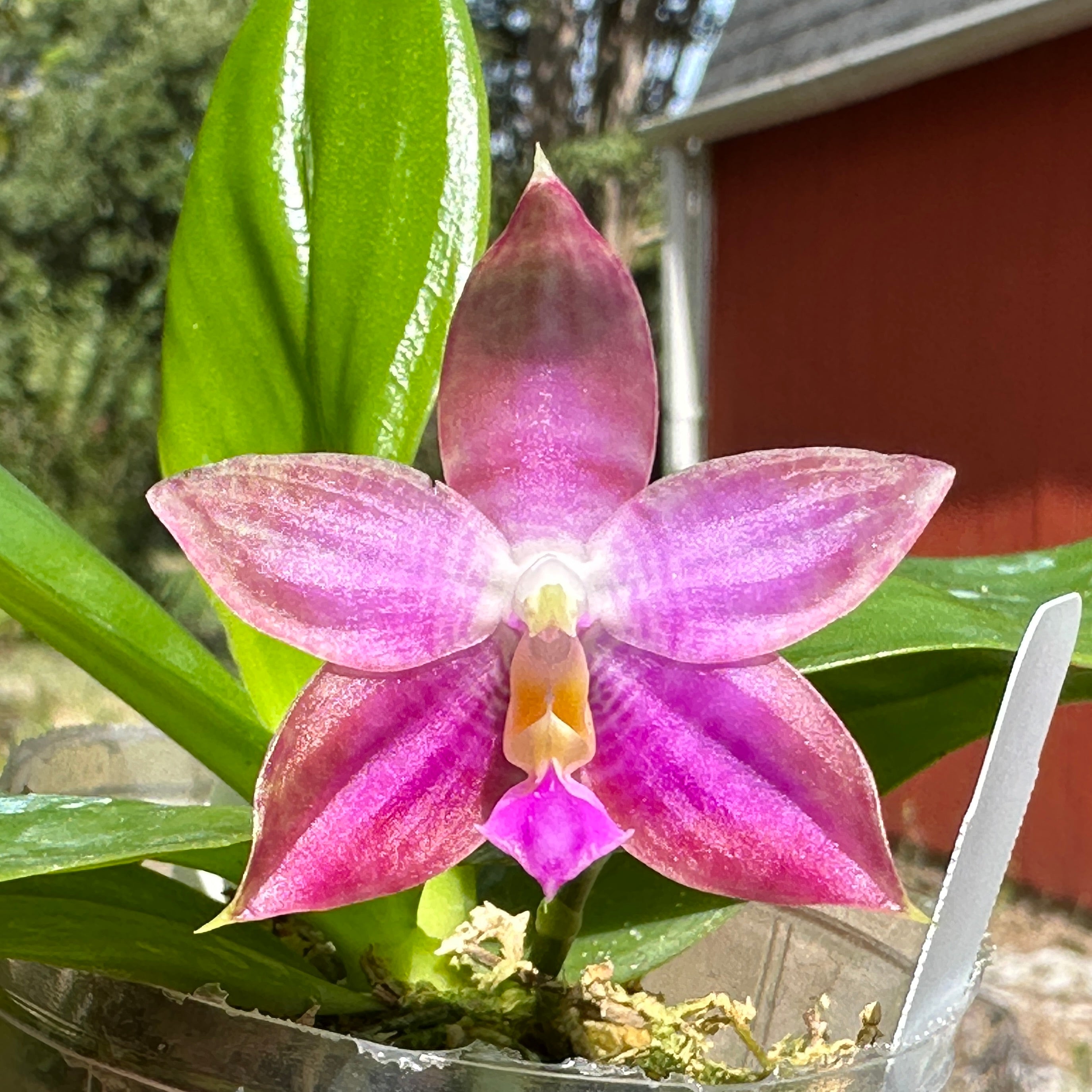 Phalaenopsis Bentley’s Star - Seed Grown – Big Leaf Orchids