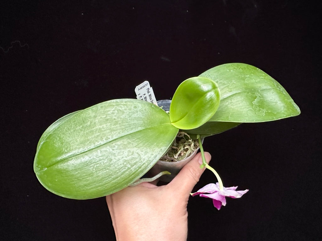 Phalaenopsis Mituo Dragon Scale 230902 Flowering