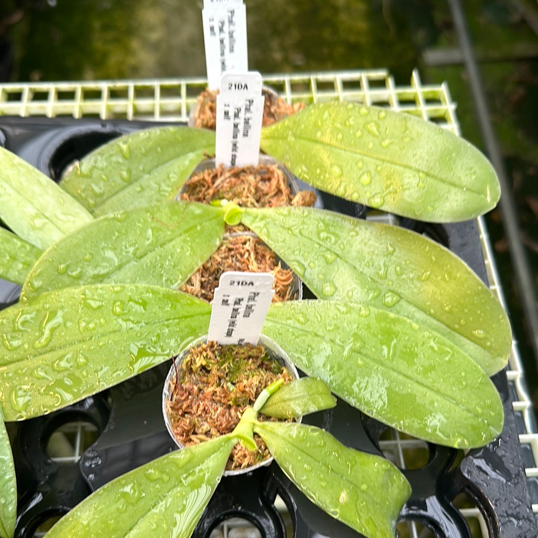 Phalaenopsis bellina (wild shape) x self - Seedlings