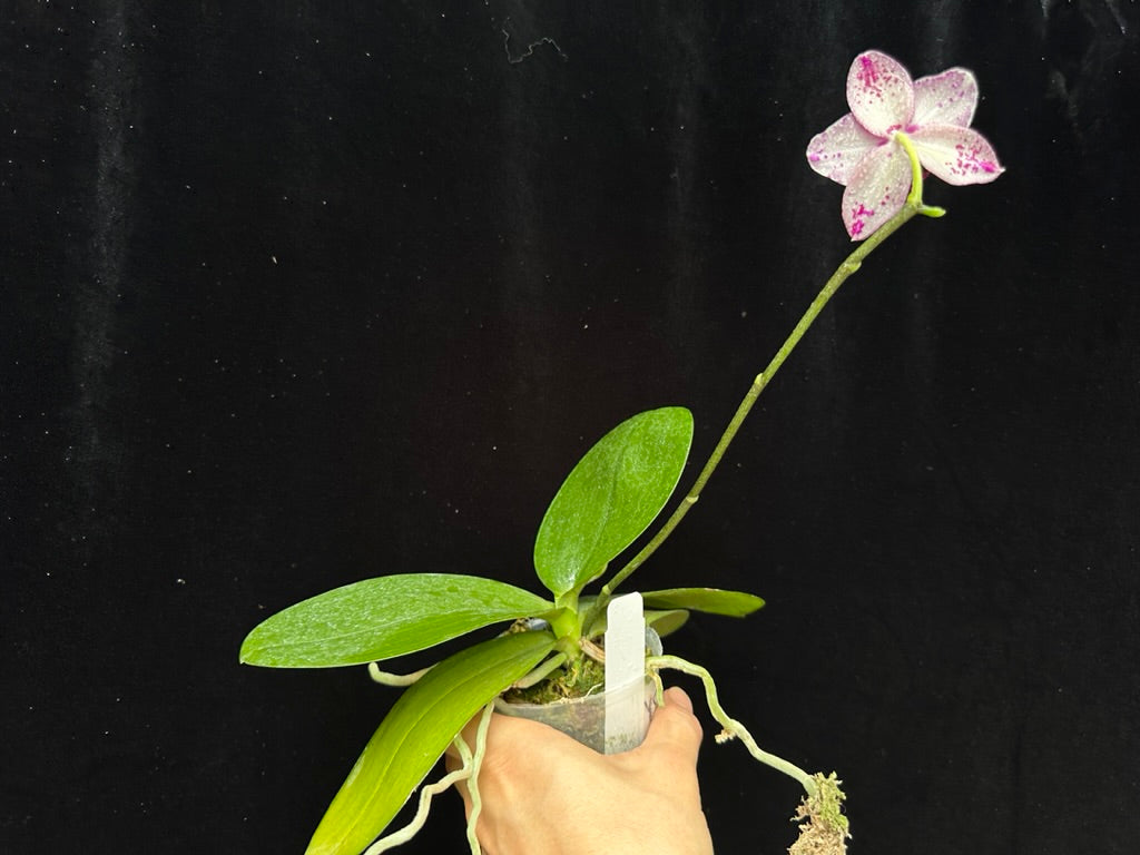 Phalaenopsis (Mituo Sun 'Yin' × Yuda Blood Red) 230806 Flowering