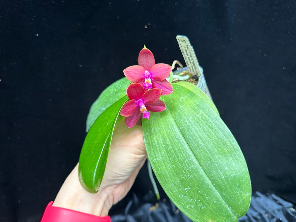 Phalaenopsis Pylo's Dragon Fire 240630 Flowering – Big Leaf Orchids