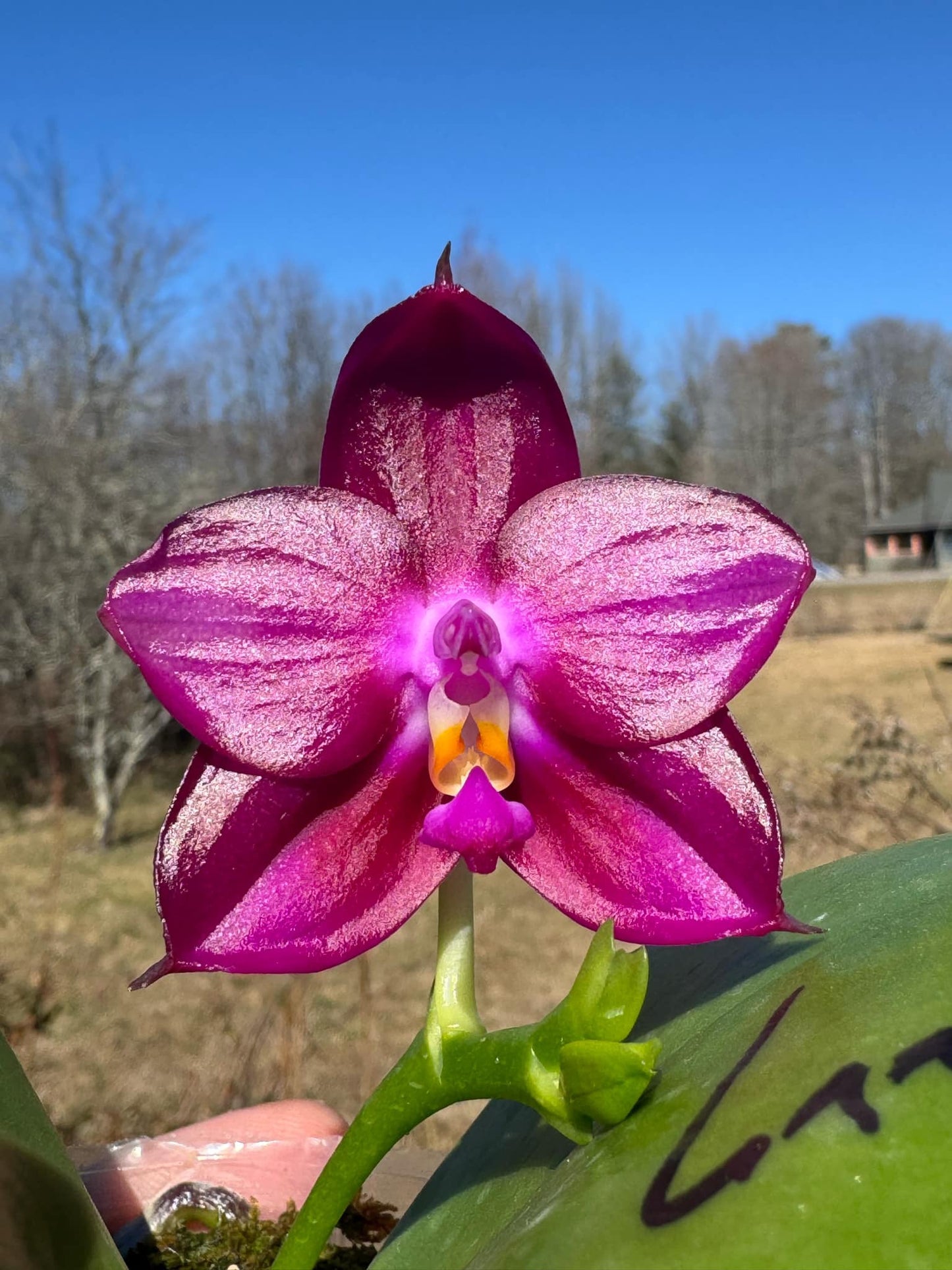 Phalaenopsis (Mituo Red Tiger x Mituo Blue Smurfs) - seed grown