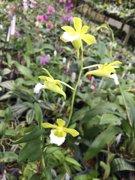 Vanda (Christensonia) vietnamica