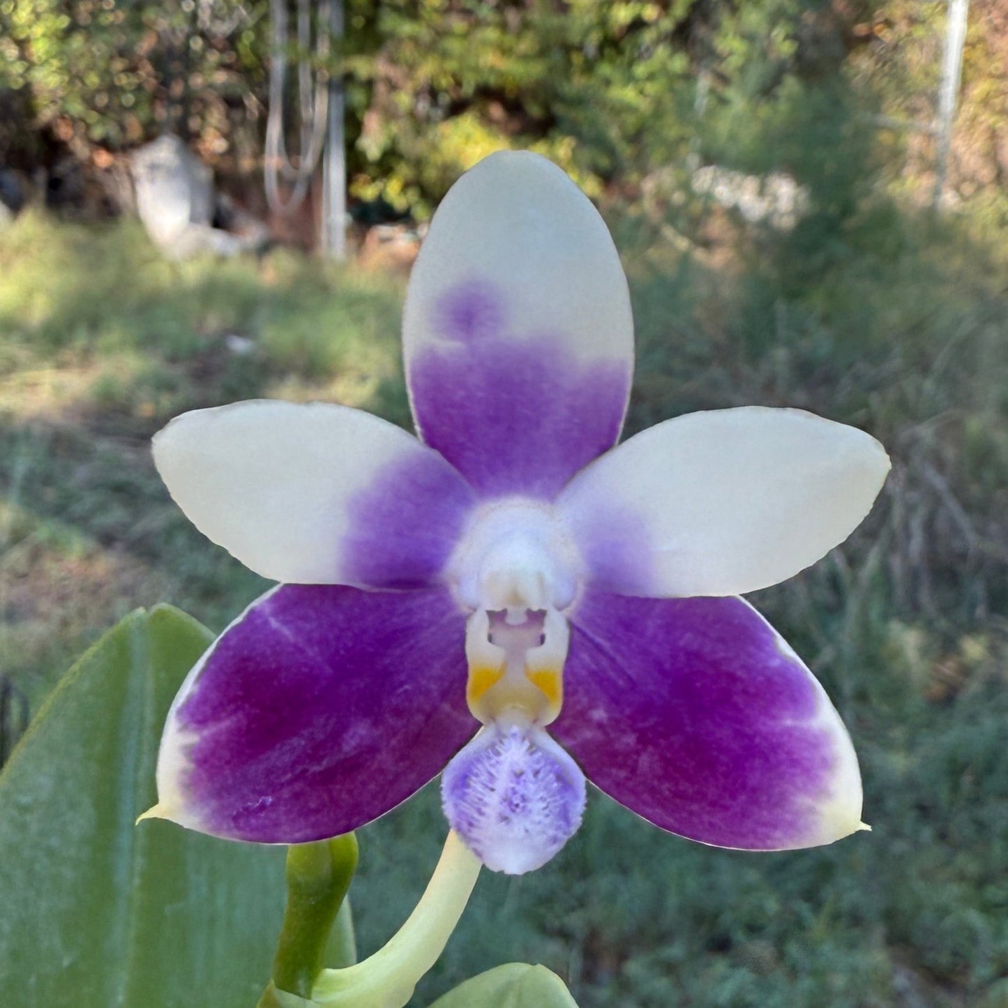 Phalaenopsis (Jennifer Palermo X Lioulin Blue Peacock) 241106 Flowering