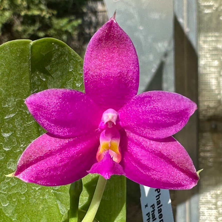 Phalaenopsis Luedde-violacea - Seed Grown