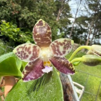 Phalaenopsis Mituo Star Spot 250511 Flowering seed grown