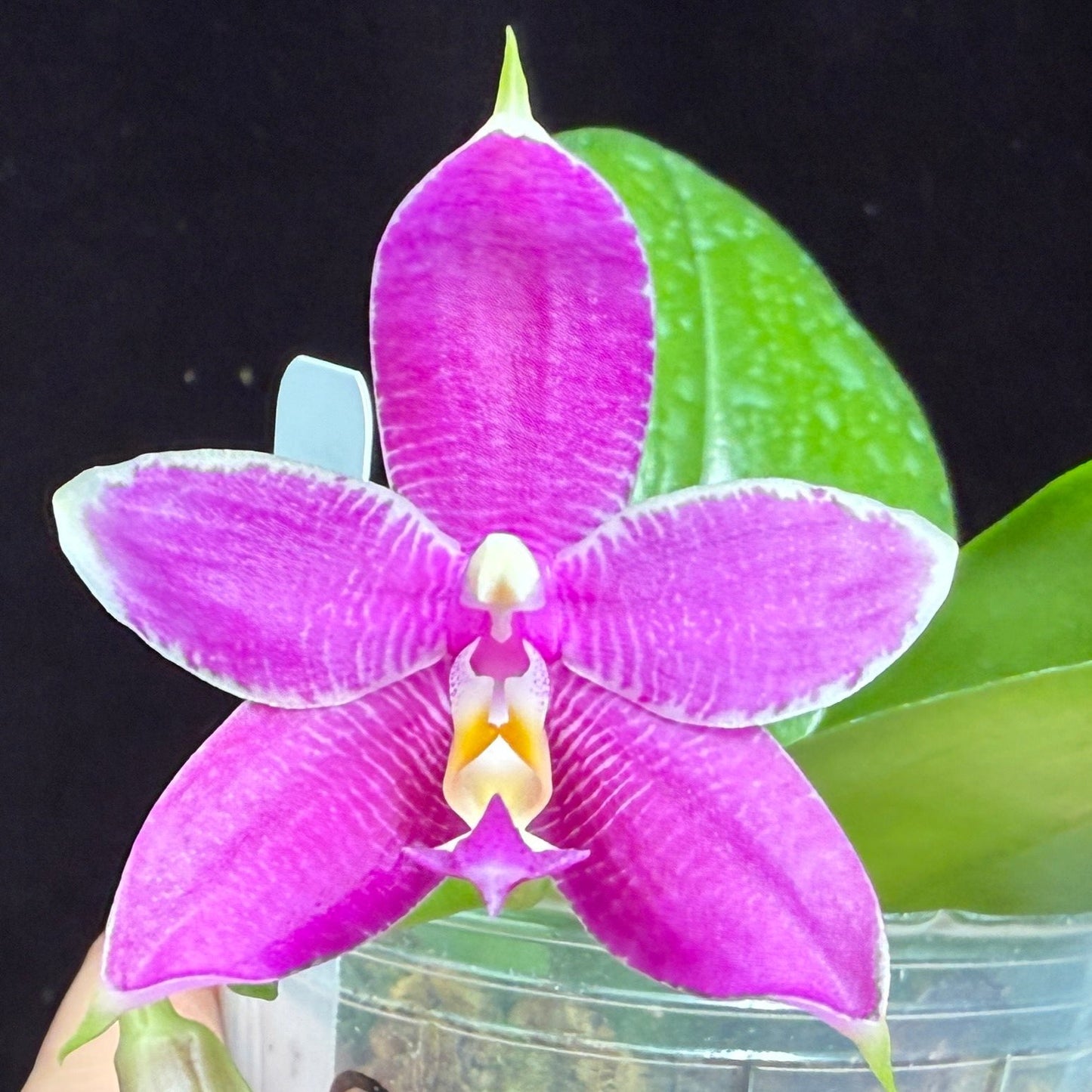 Phalaenopsis Mainshow Blue Tint x Mituo Princess QA-071 Seed Grown