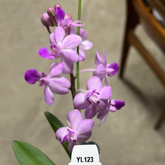 Rhynchonopsis Kasorn's Viola Coequestris 'Pink'