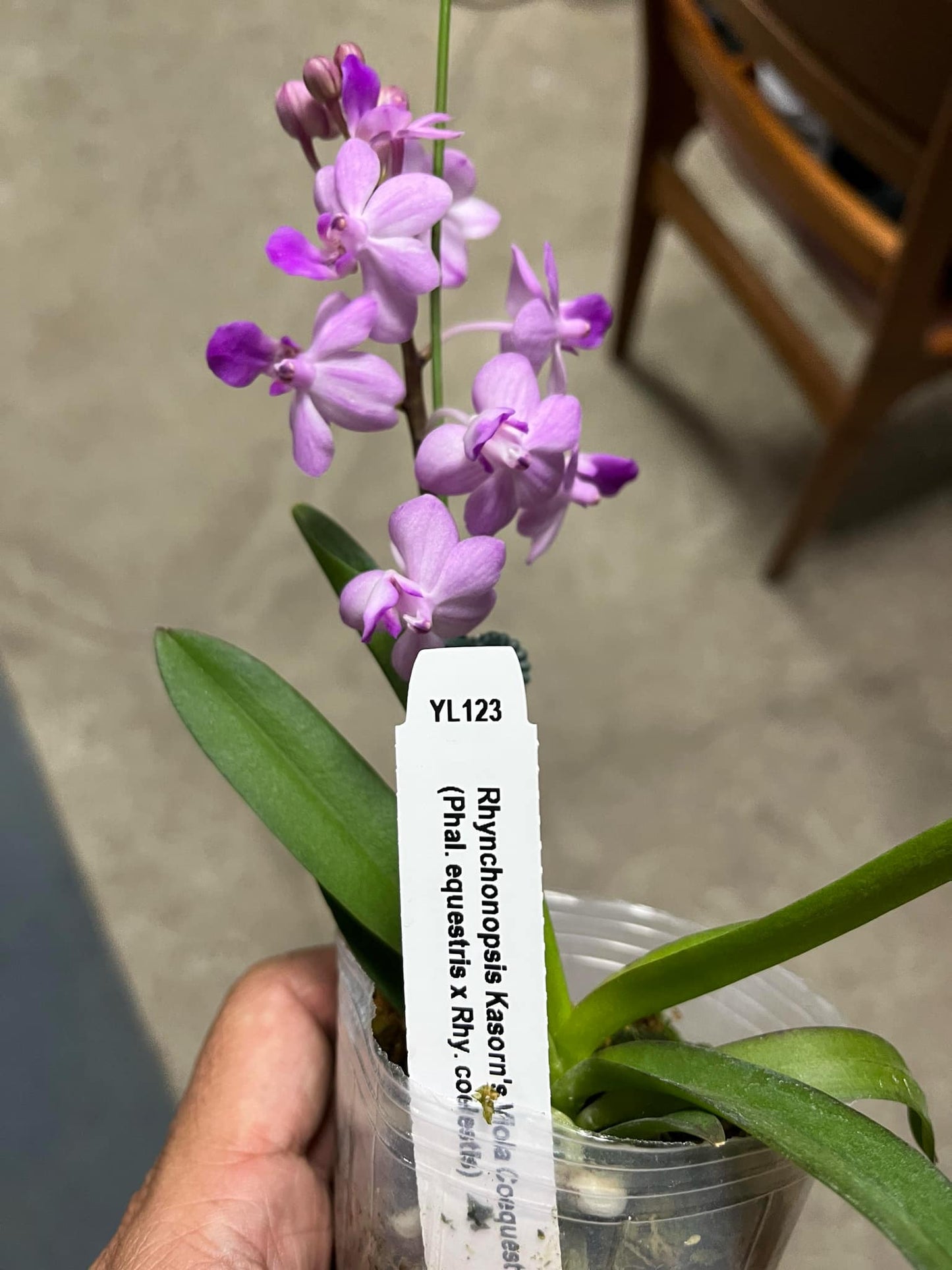 Rhynchonopsis Kasorn's Viola Coequestris 'Pink'
