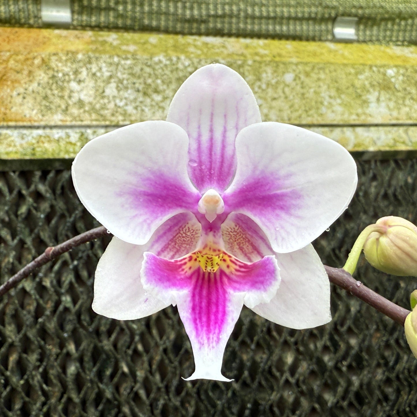 Phalaenopsis Charming Warszawa (clone)