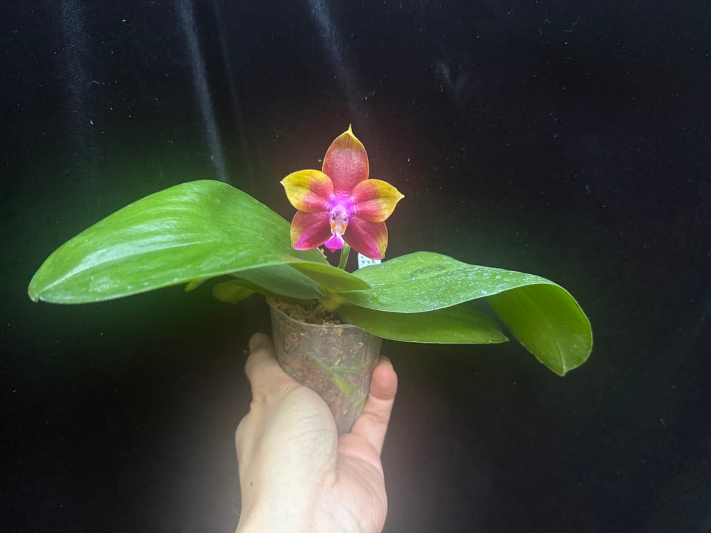 Phalaenopsis  Mituo Obsidian 'Three Headed Dog' 241109 Flowering