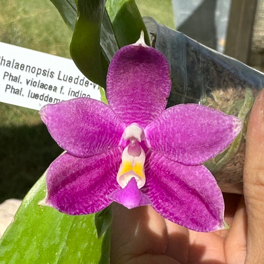 Phalaenopsis Luedde-violacea - Seed Grown