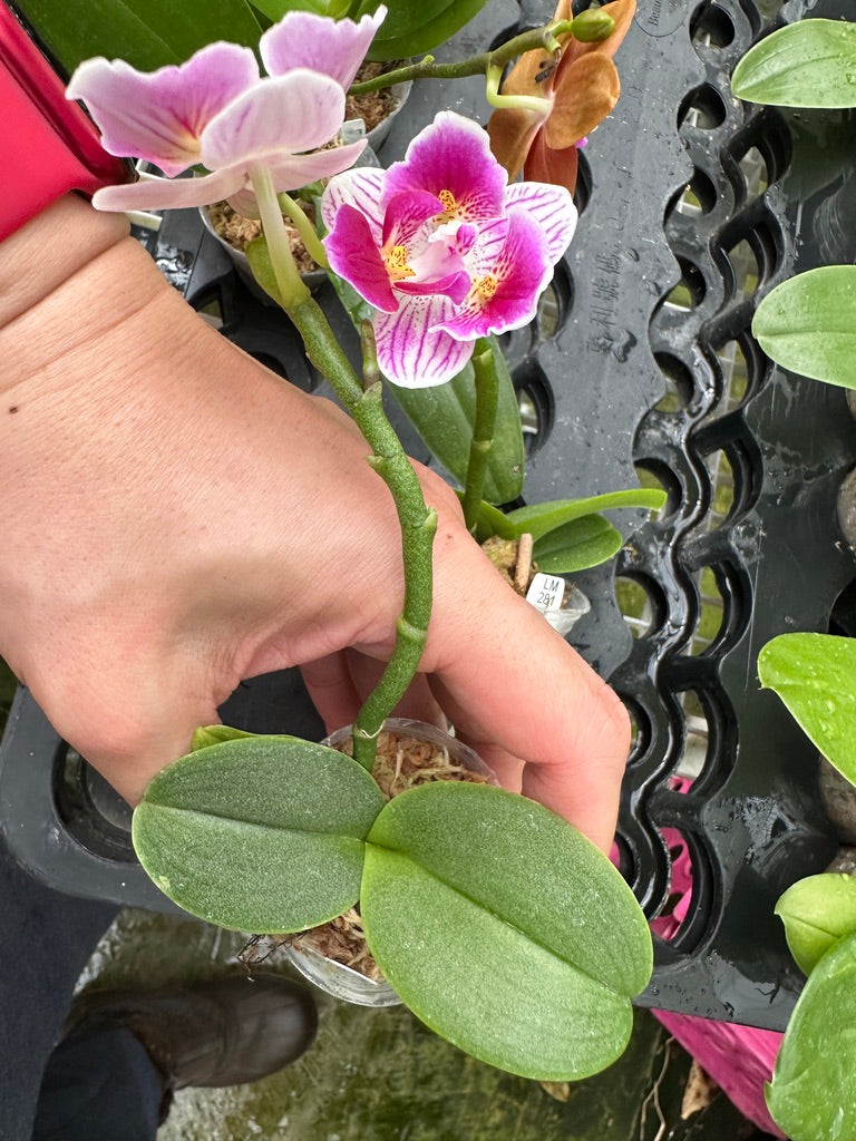 Phalaenopsis Lioulin Mini Dolly 'P4' Flowering