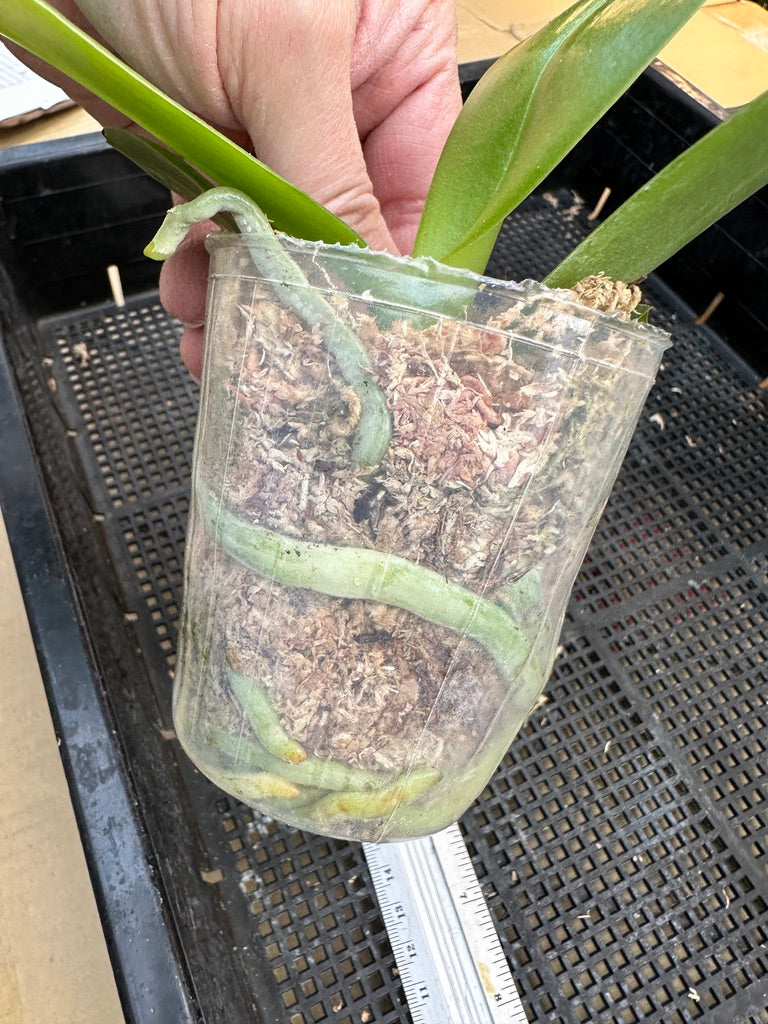 Phalaenopsis GW Green World - Spiking