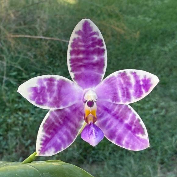 Phalaenopsis Lioulin Blue Peacock x Jamie's Blue Dragonfly - Seed Grown