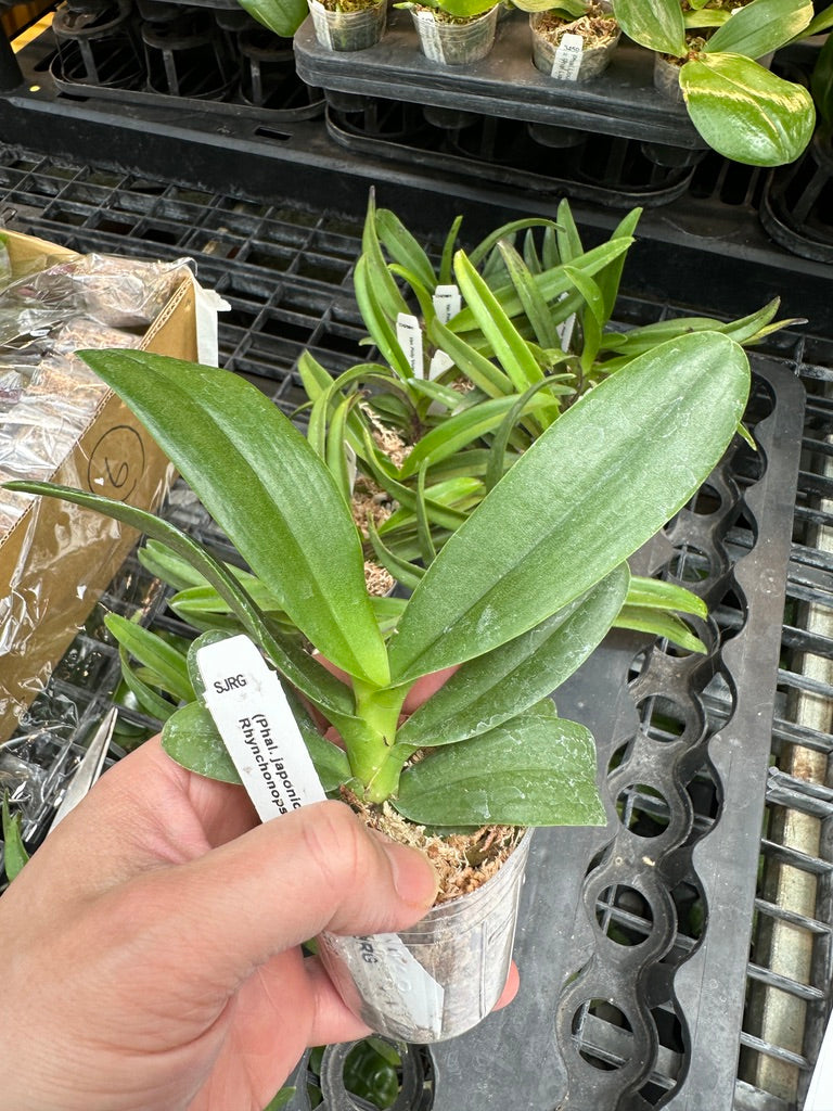 Rhynchonopsis Dragon Charmy - Seed Grown