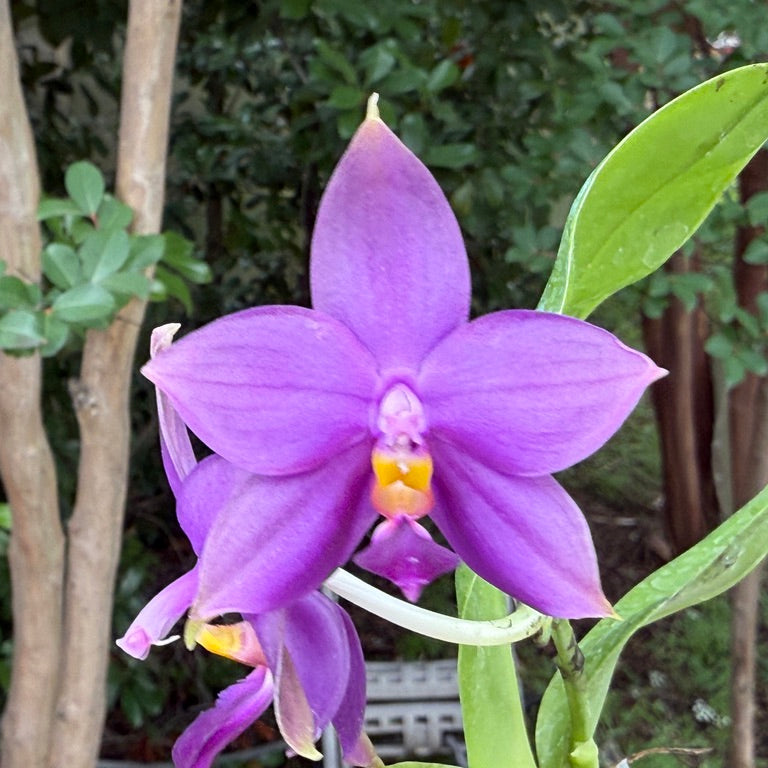 Phalaenopsis (LL Blue In Green X LL Blue Jaguar) 250515 Flowering 2 spikes