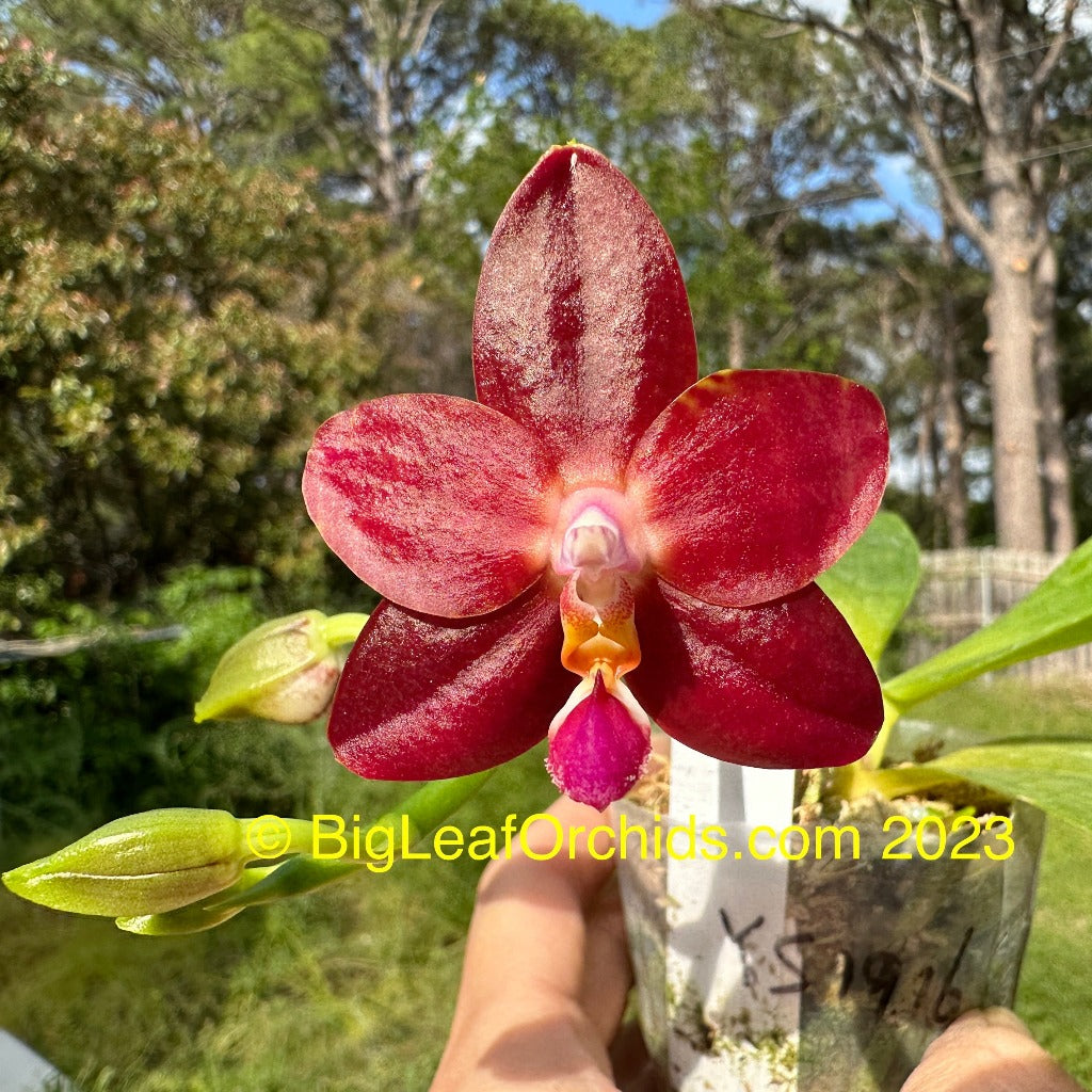 Phalaenopsis Yin's Hazel King 230419 Flowering