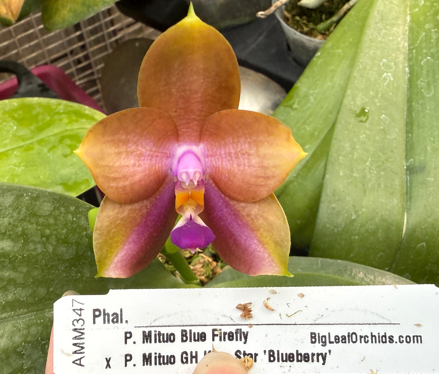 AMM347 - Phalaenopsis (Mituo Blue Firefly X Mituo GH King Star 'Blueberry') (seed grown)