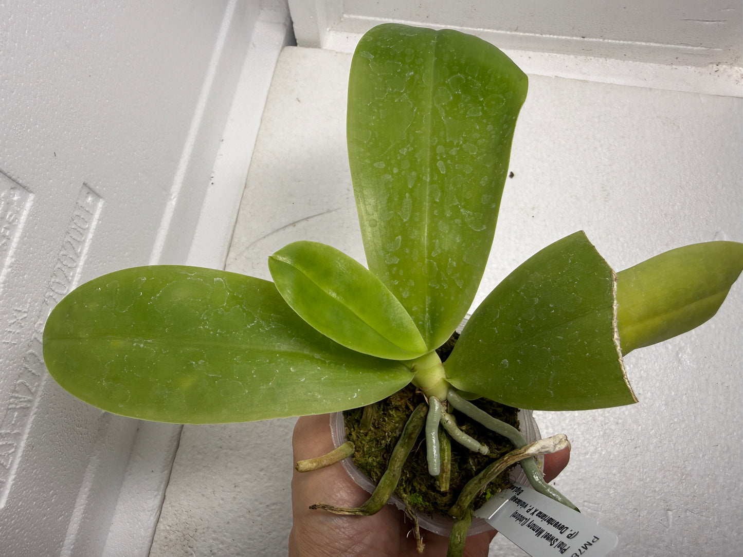 Phalaenopsis Sweet Memory (syn. Phal. Liodoro)