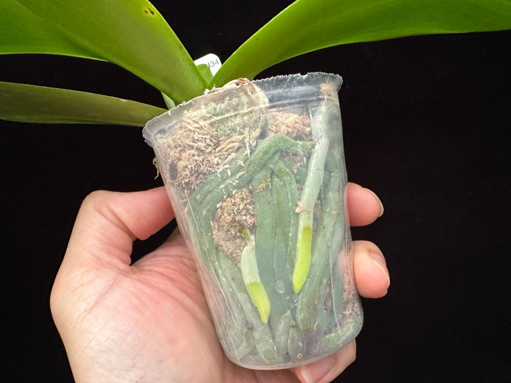 Phalaenopsis Mituo Vivien 230902
