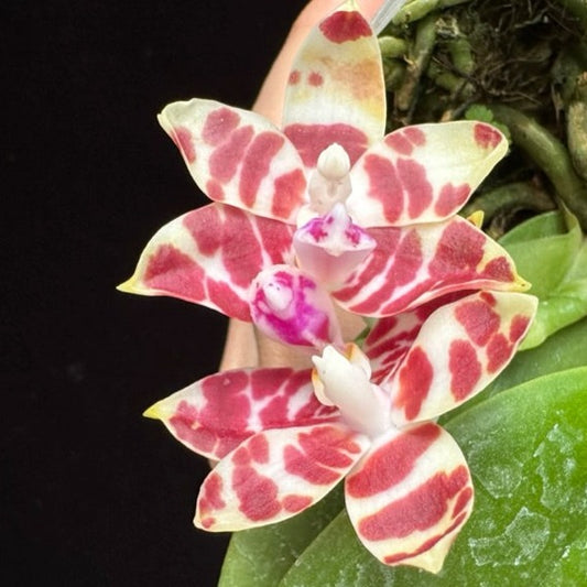 Phalaenopsis Gemstone's Double Ambo 230806