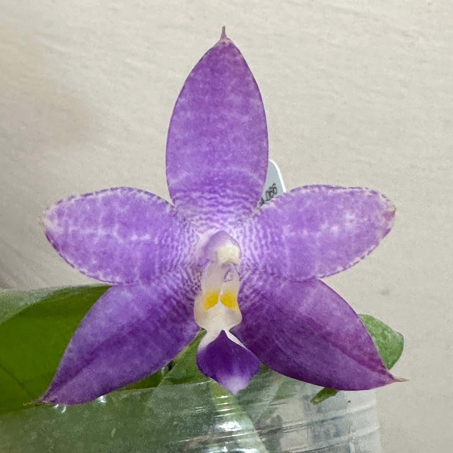 Phalaenopsis Bentley’s Star - Seed Grown