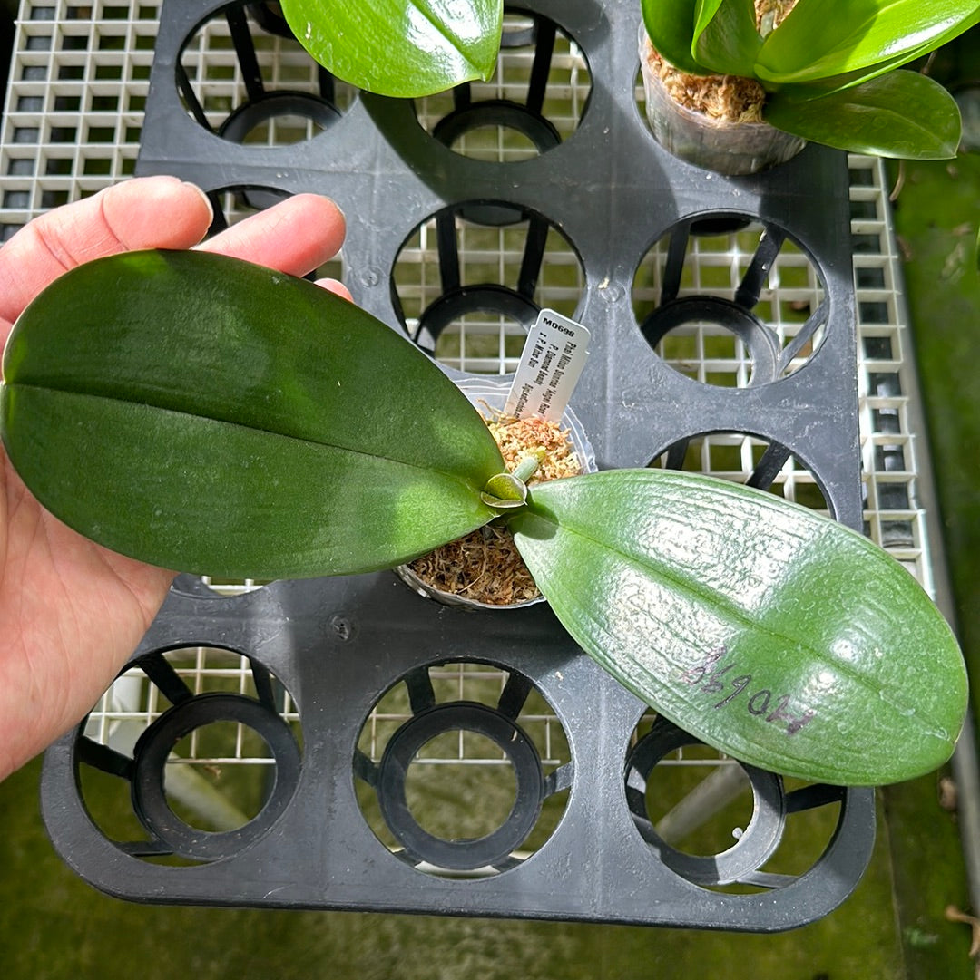 Phalaenopsis Mituo Sunrise 'Angel Rose' Spiking – Big Leaf Orchids