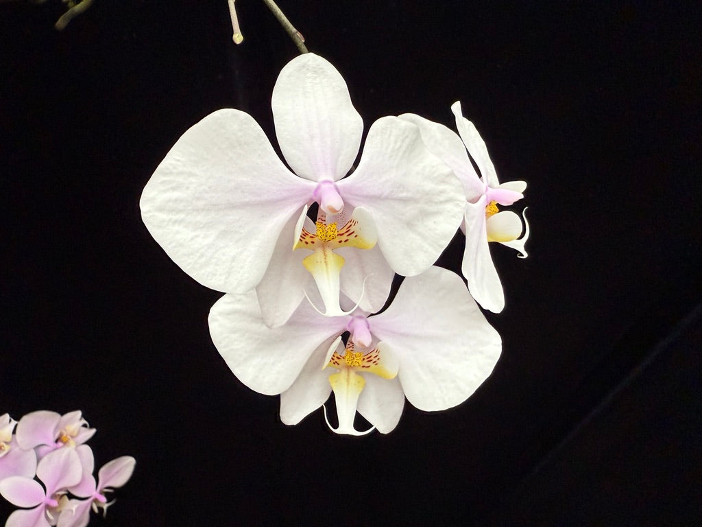 Phalaenopsis Rothschildiana 221108-3 Flowering