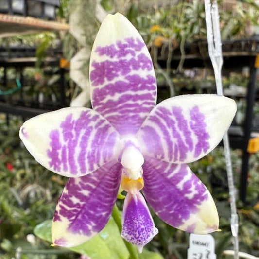 Phalaenopsis (Yaphon Blue Jewel X Lioulin Blue Peacock) 2505-1 Flowering