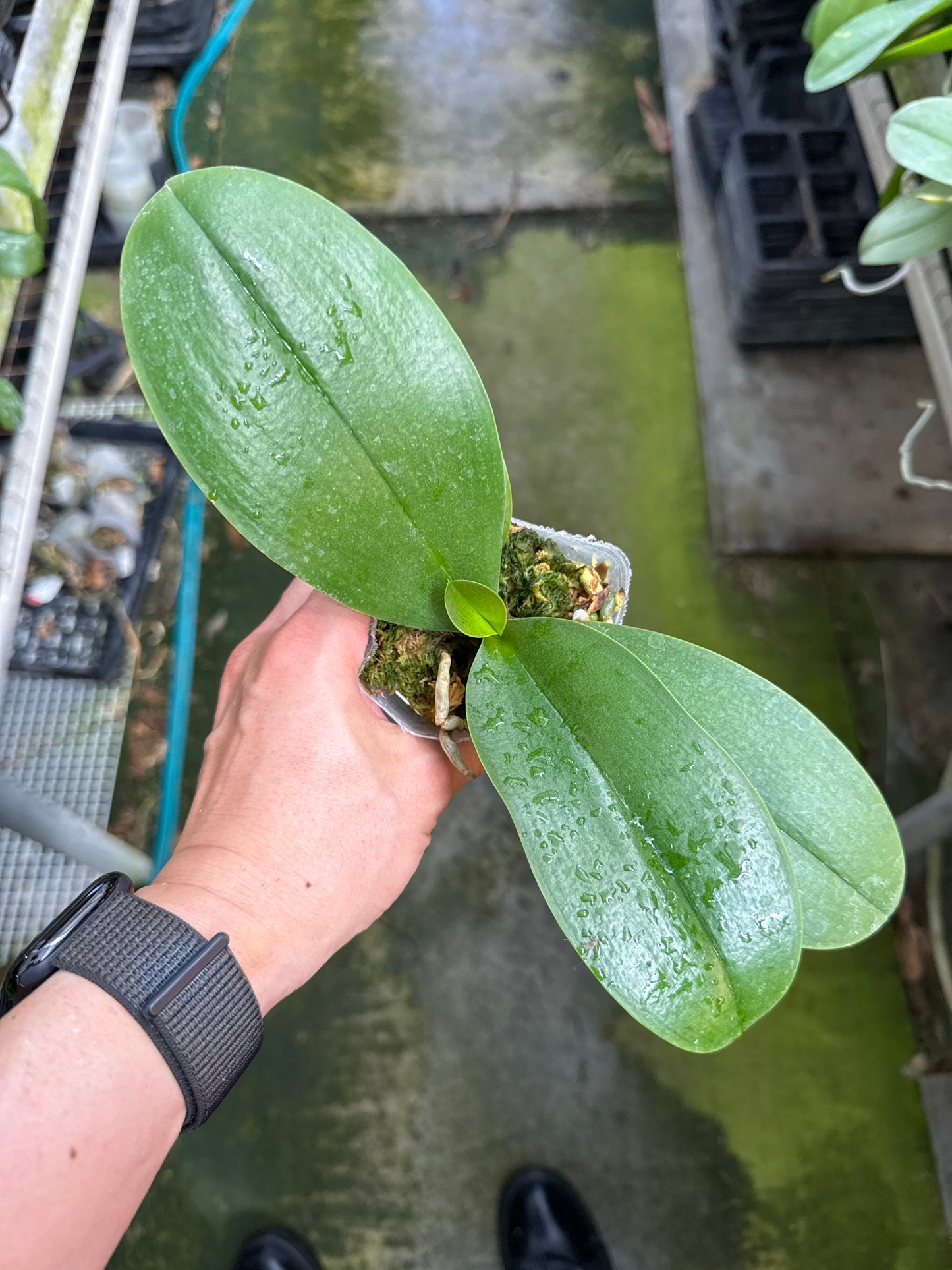 Phalaenopsis Yen Shuai Sweet Girl 'Shiny Girl'